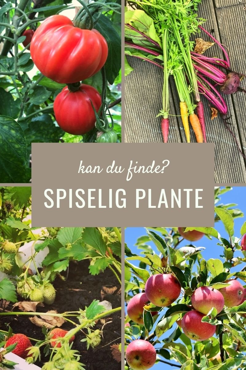 Kan du finde en spiselig plante?